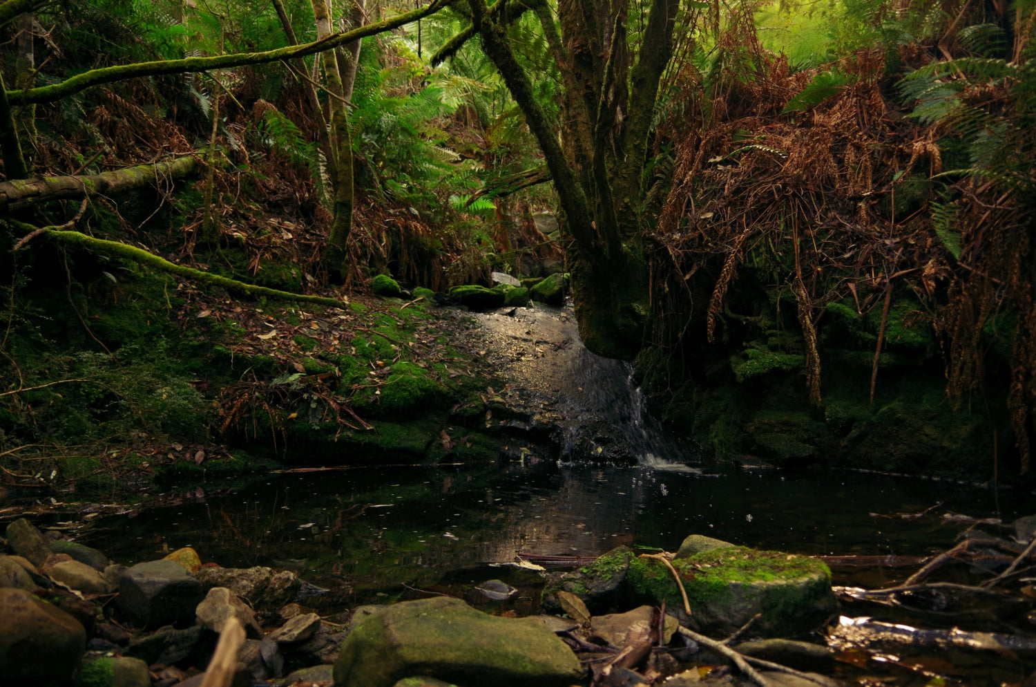 Hidden Beauty