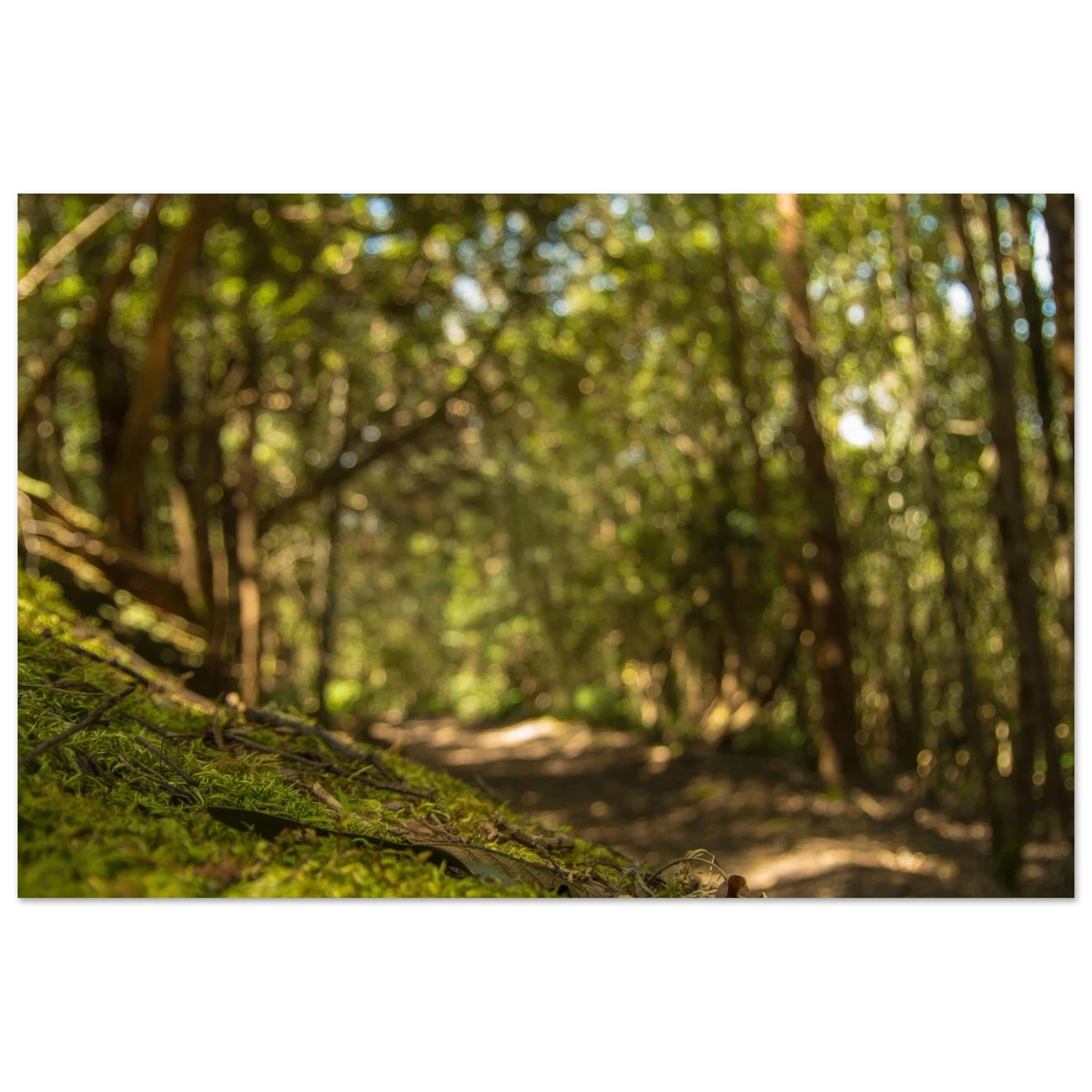 2c2a185d-683e-454f-8876-bc2d3d65c97f