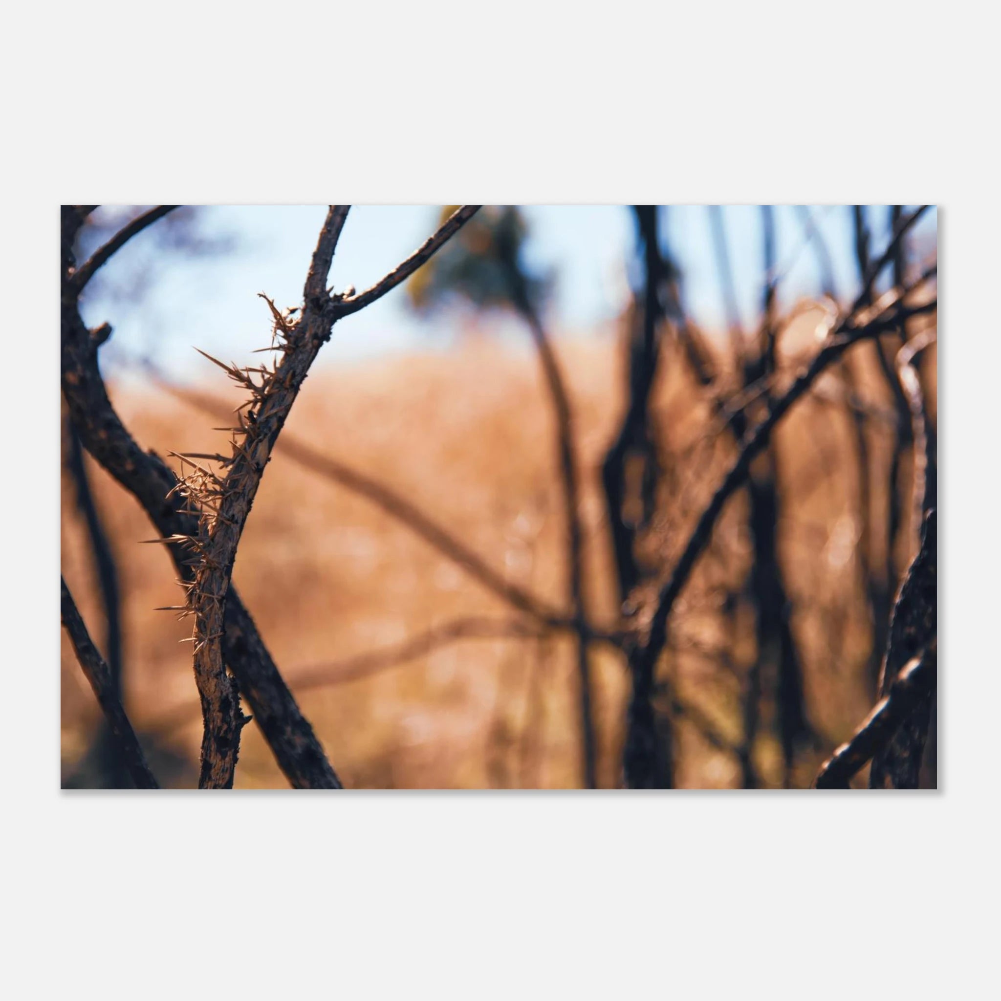 d86858bc-aa68-4ff1-a9bf-2f4e90926eaf